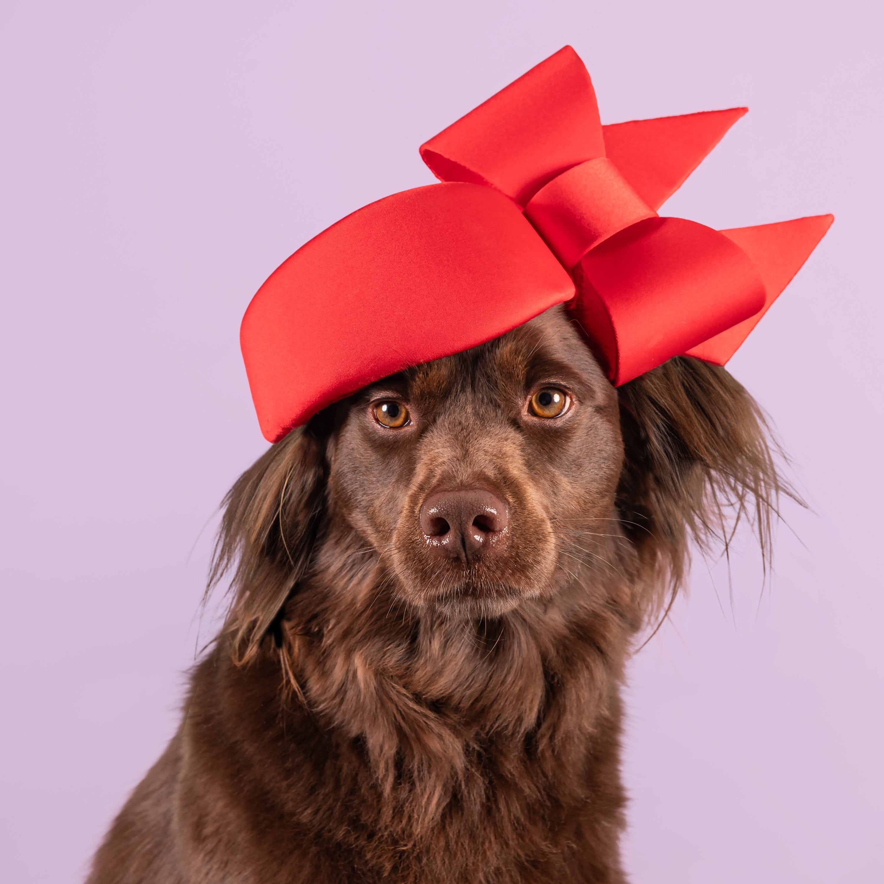 Haute Dogs calendar