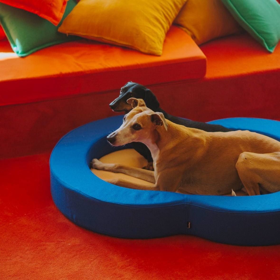 HotDog bed
