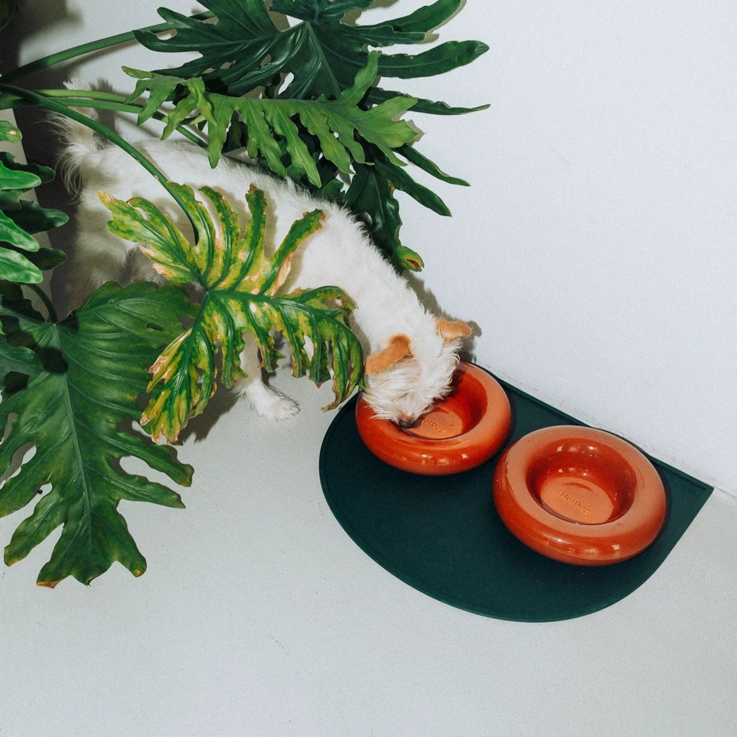HotDog bowls