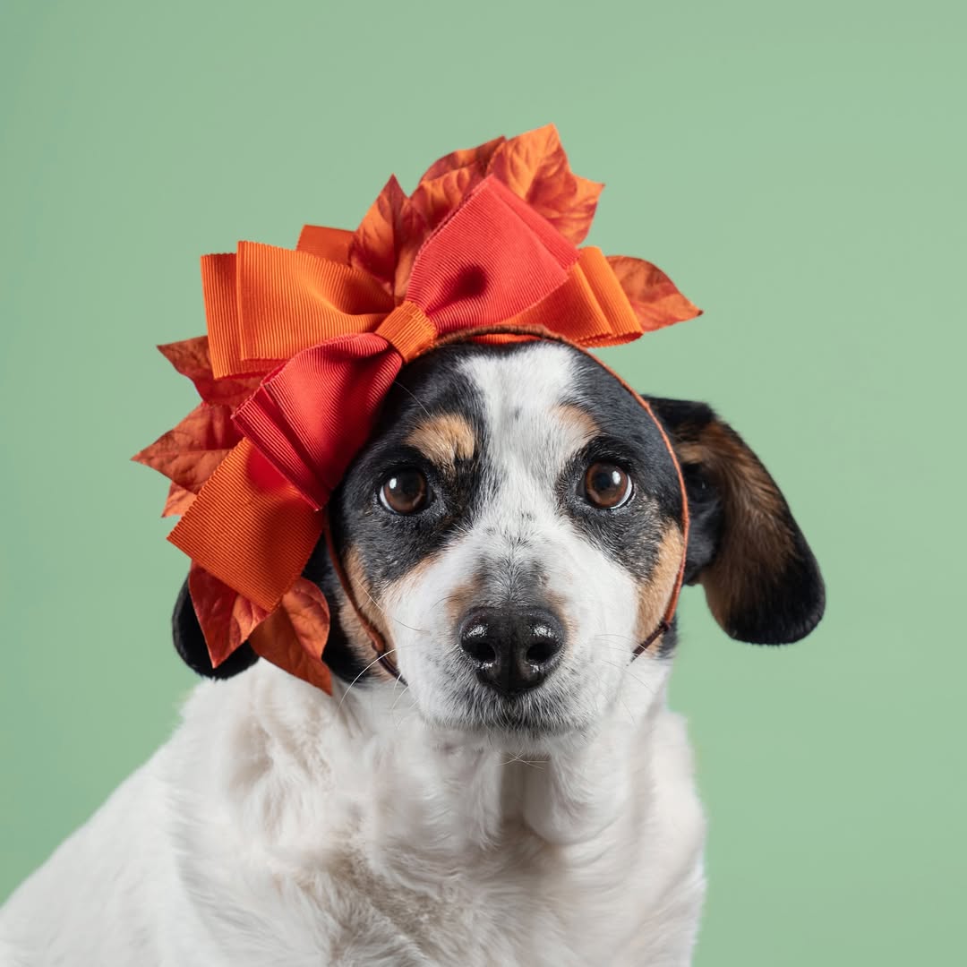Haute Dogs calendar