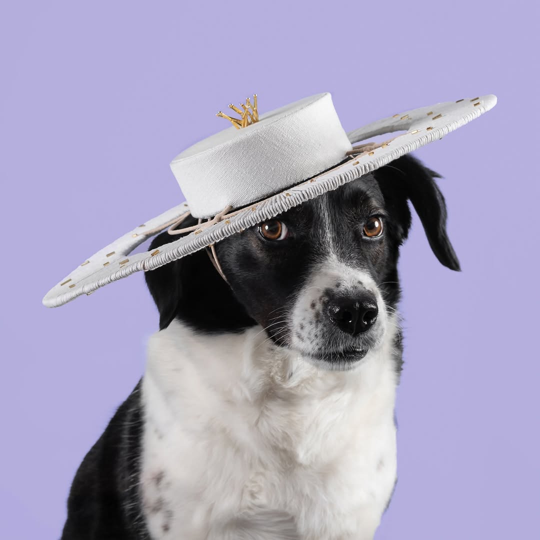 Haute Dogs calendar