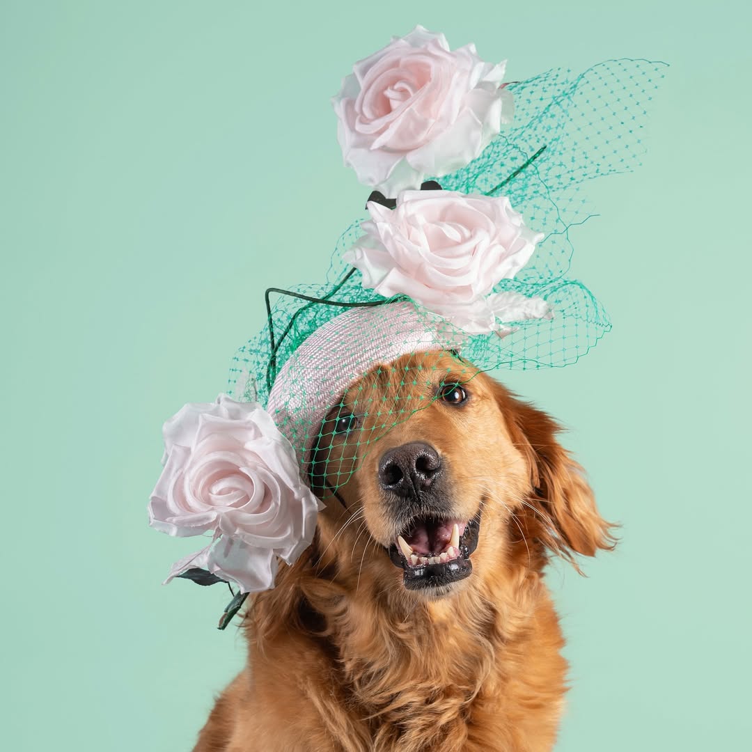 Haute Dogs calendar