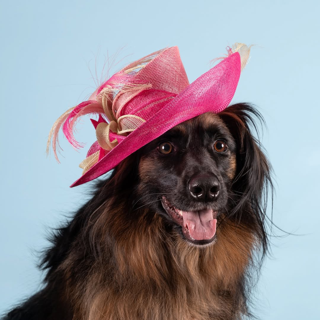 Haute Dogs calendar