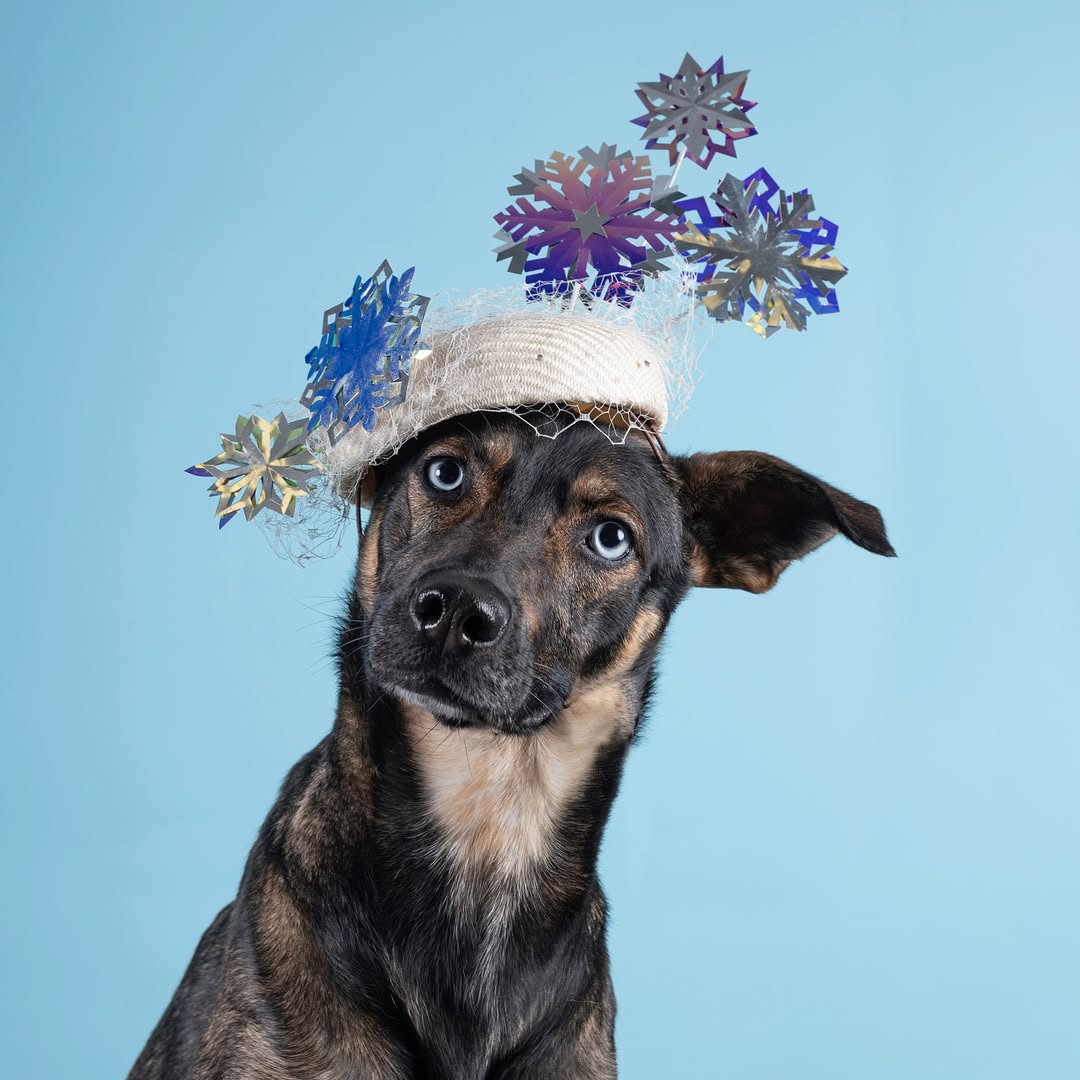Haute Dogs calendar