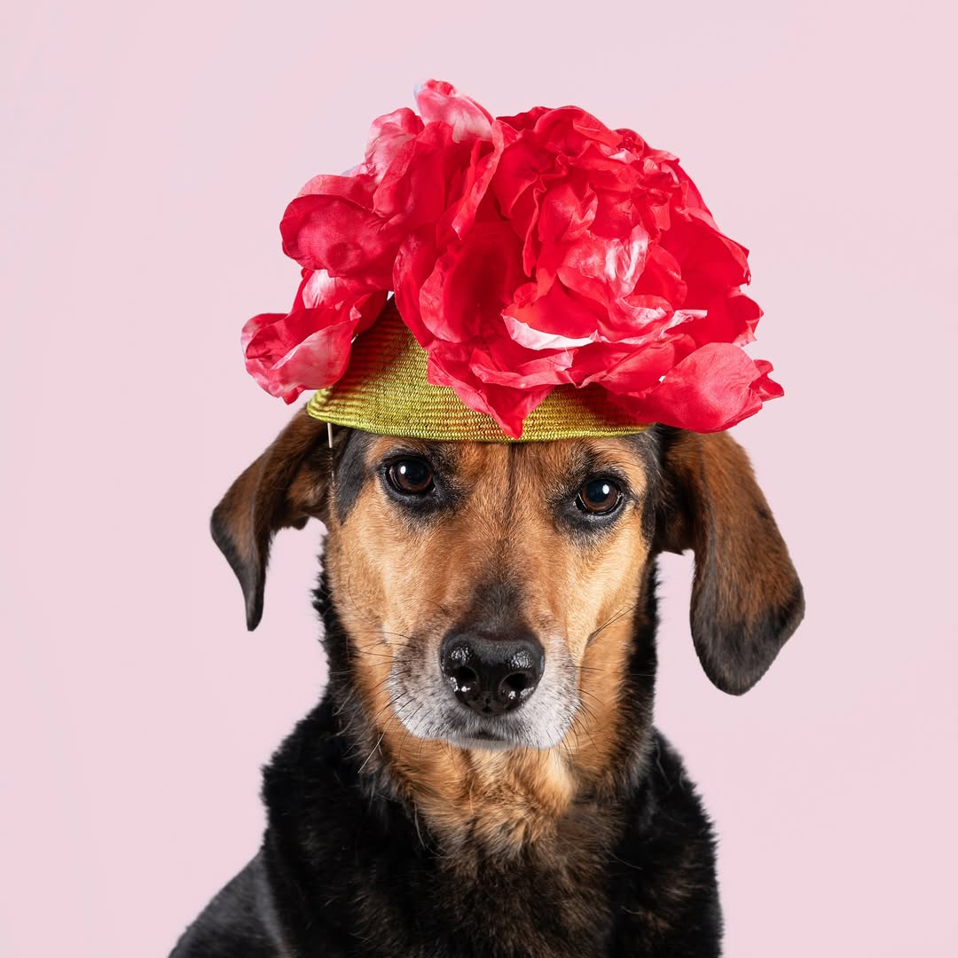 Haute Dogs calendar