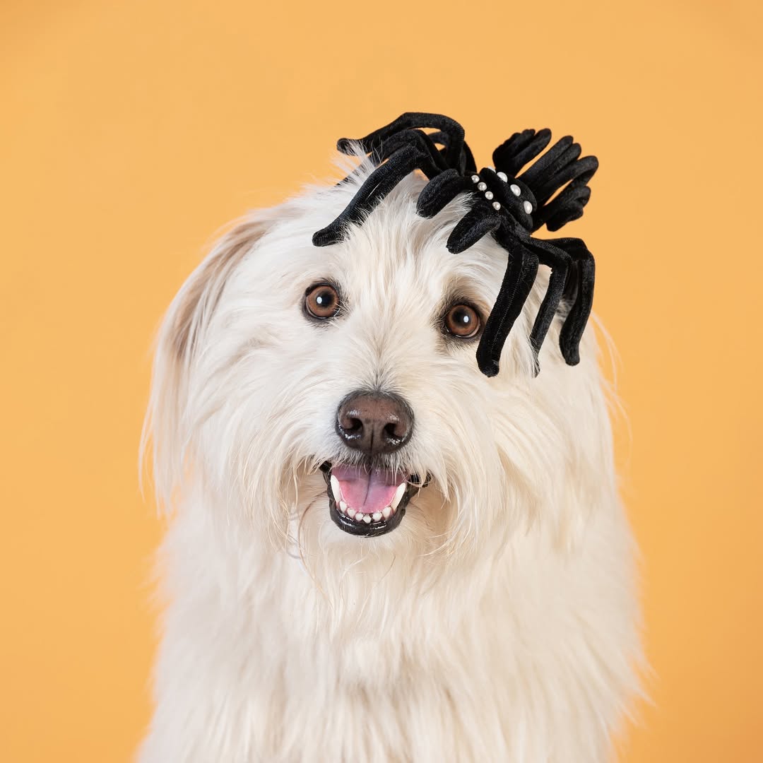 Haute Dogs calendar