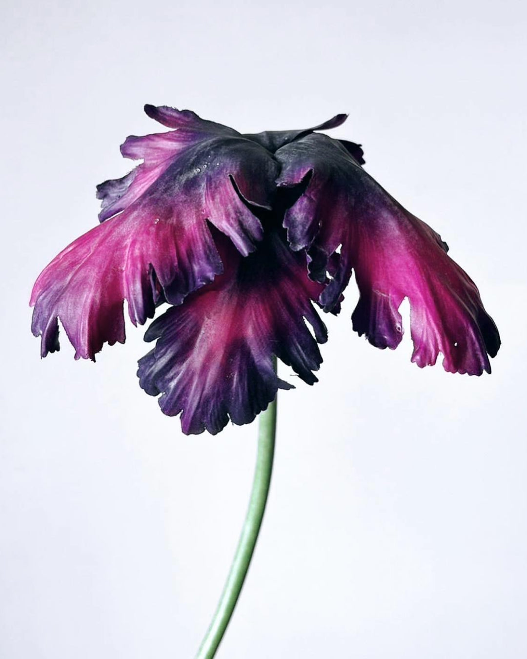Everlasting flowers by Reevein Studios