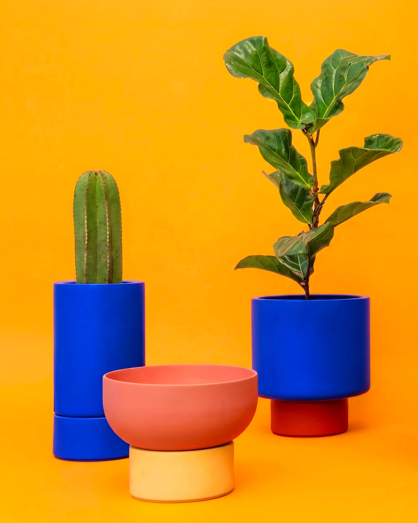 Mexico Planters