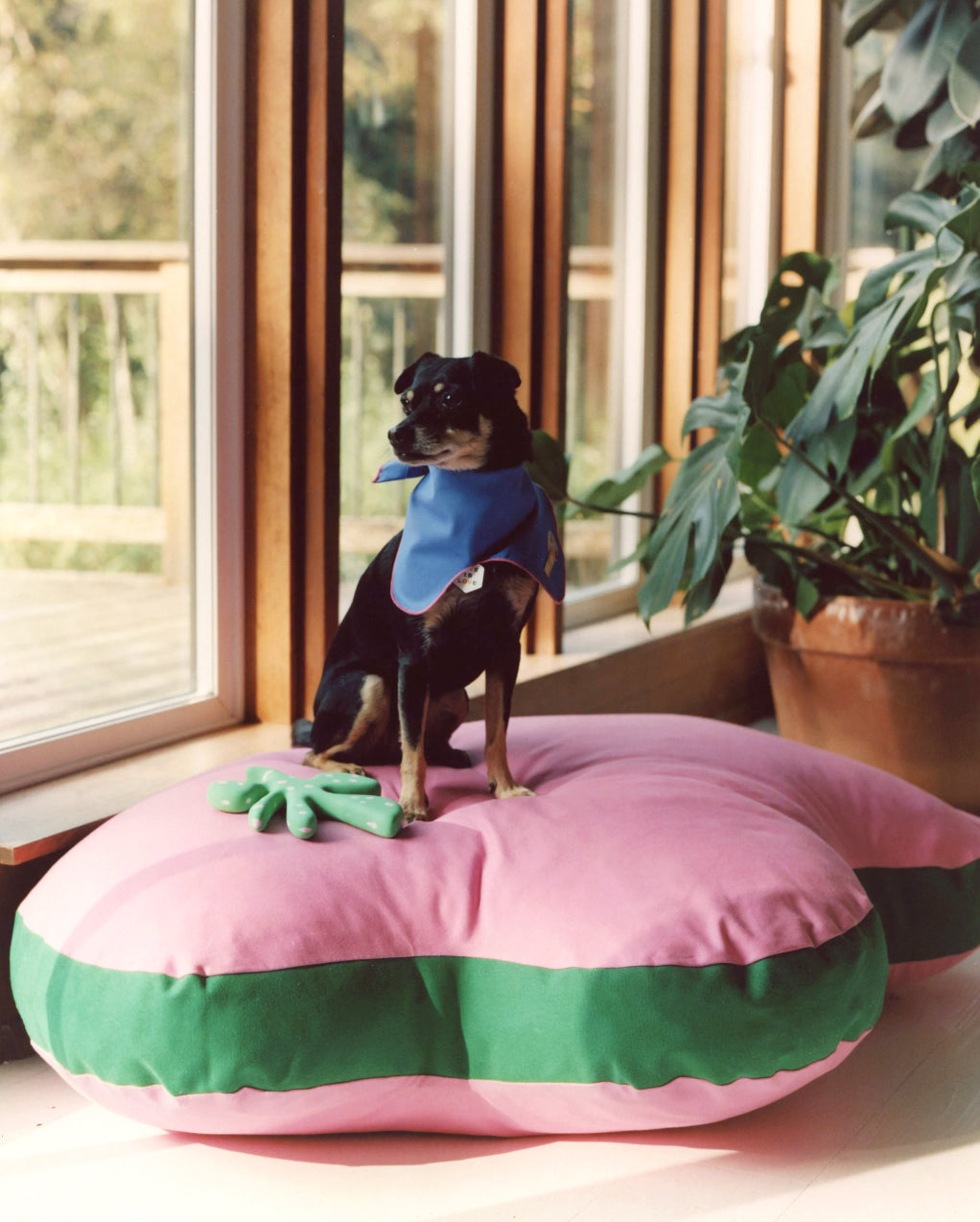 Paw-fect bed