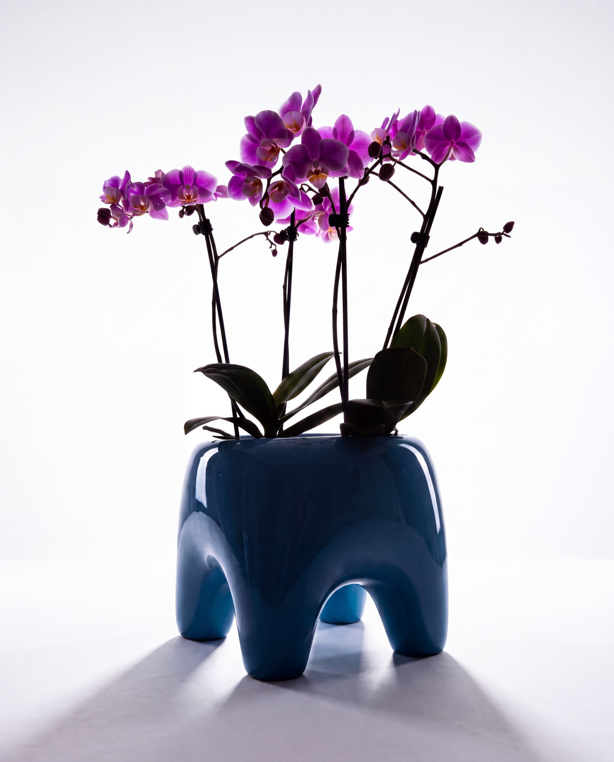 Buddy Planter by Houbi home